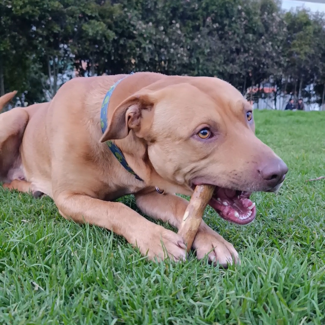 Perro mordiendo palo de café