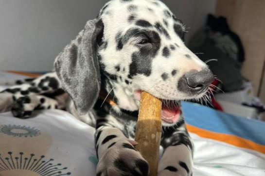 Perro disfrutando mordedor natural