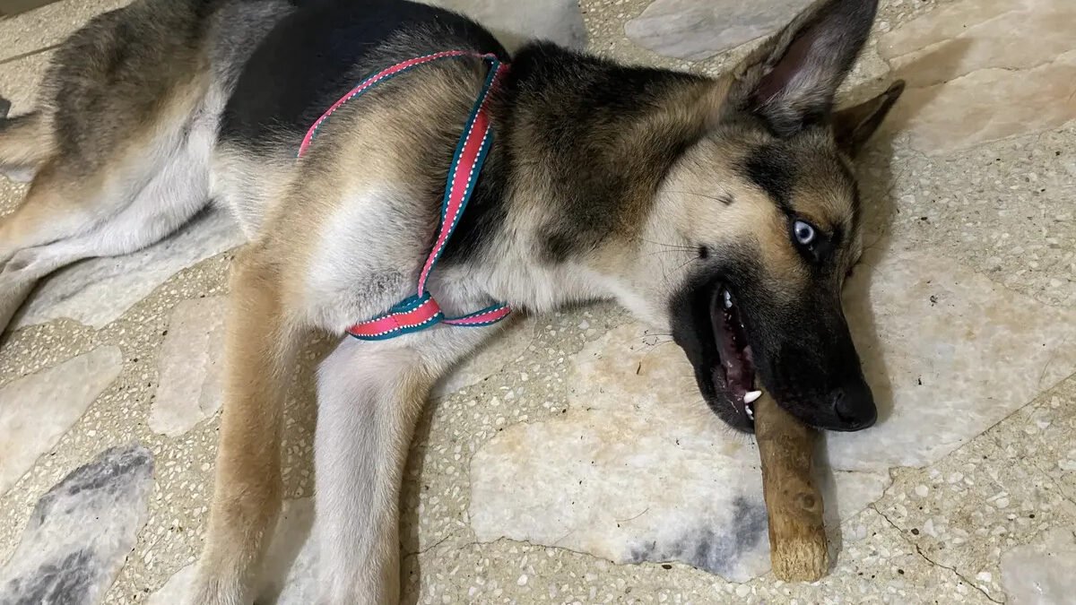 Perro jugando con mordedor