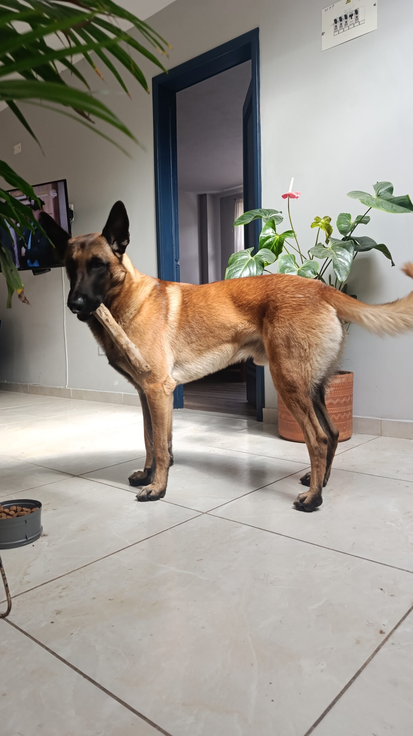 Perro disfrutando mordedor Vloffy