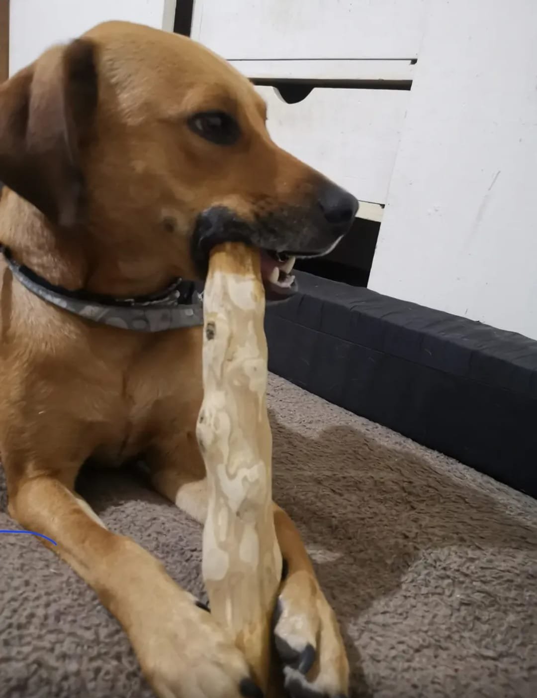 Perro mordiendo palo de café